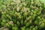 Aerial_view_of_a_forest