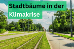 Stadtbäume_web